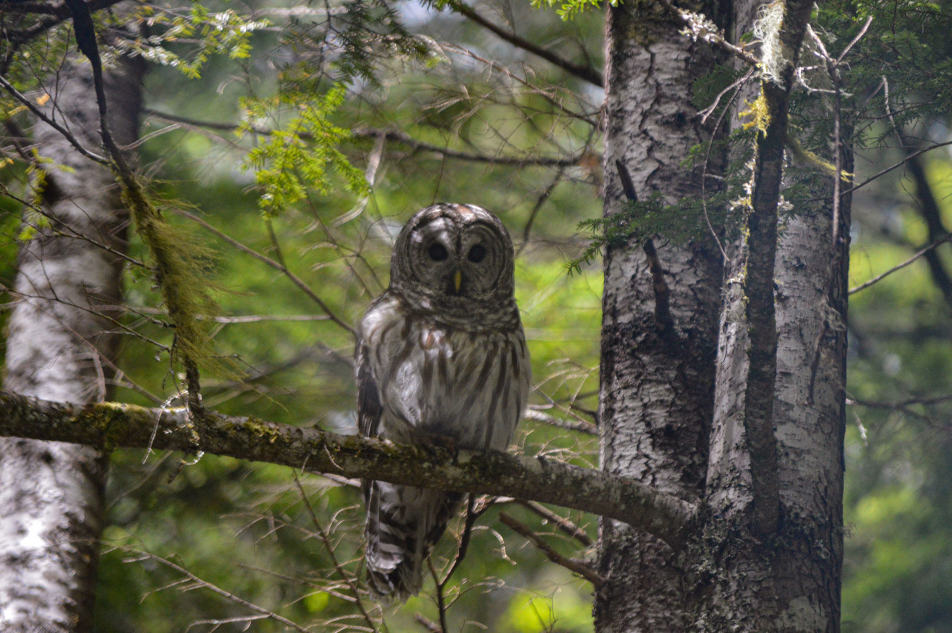 barred owl